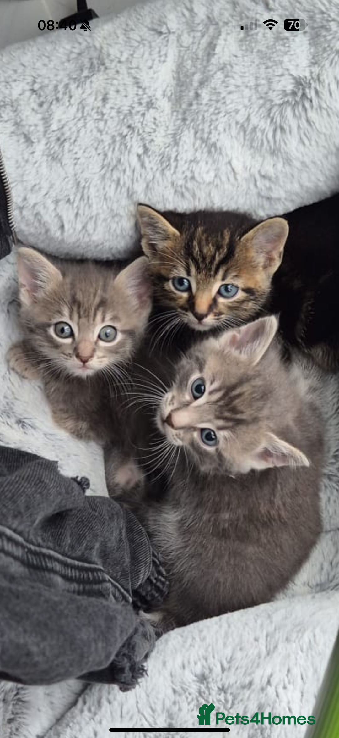Mixed Breed cats for sale: Cats for free - Image 1