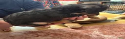 Jackapoo dogs for sale: Jackapoo puppies in Sittingbourne - Advert 7