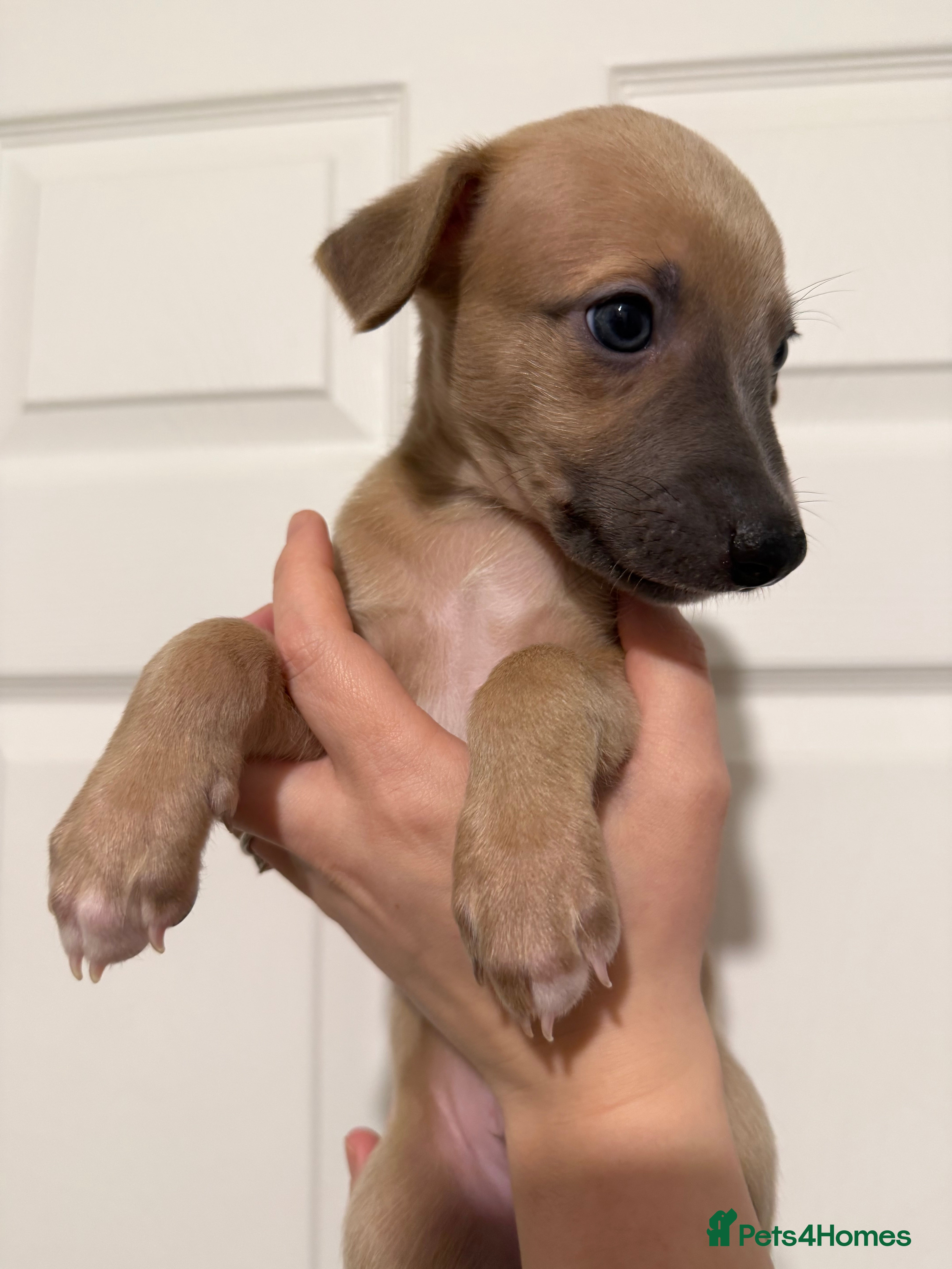 Whippet dogs One Beautiful Boy Left - Advert 4