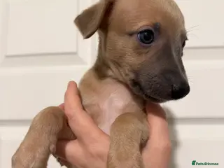 Whippet dogs One Beautiful Boy Left - Advert 4