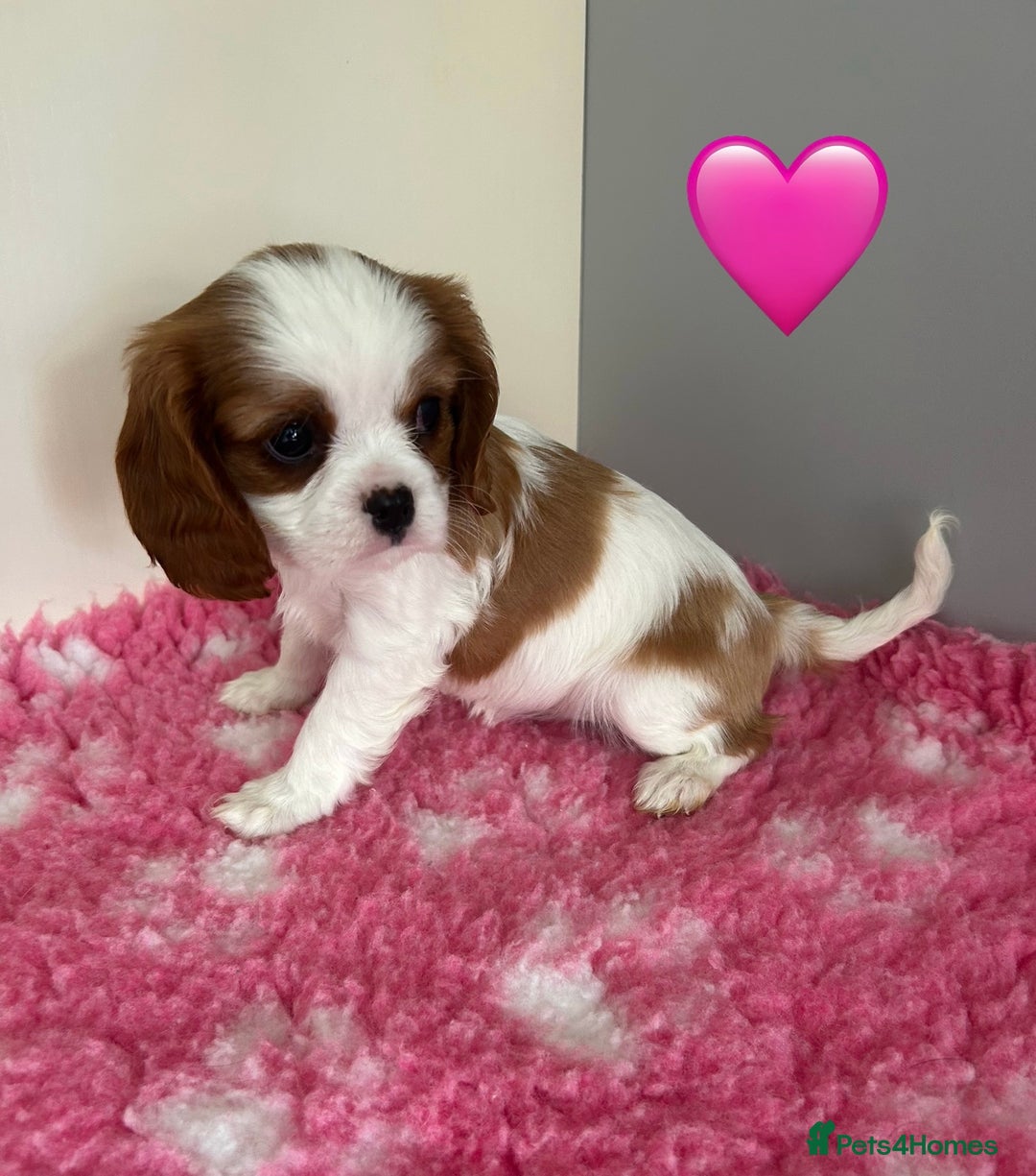 Cavalier King Charles Spaniel dogs for sale: Blenheim cavalier King Charles puppies - Image 16