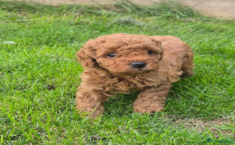 Toy Poodle dogs - Advert 4