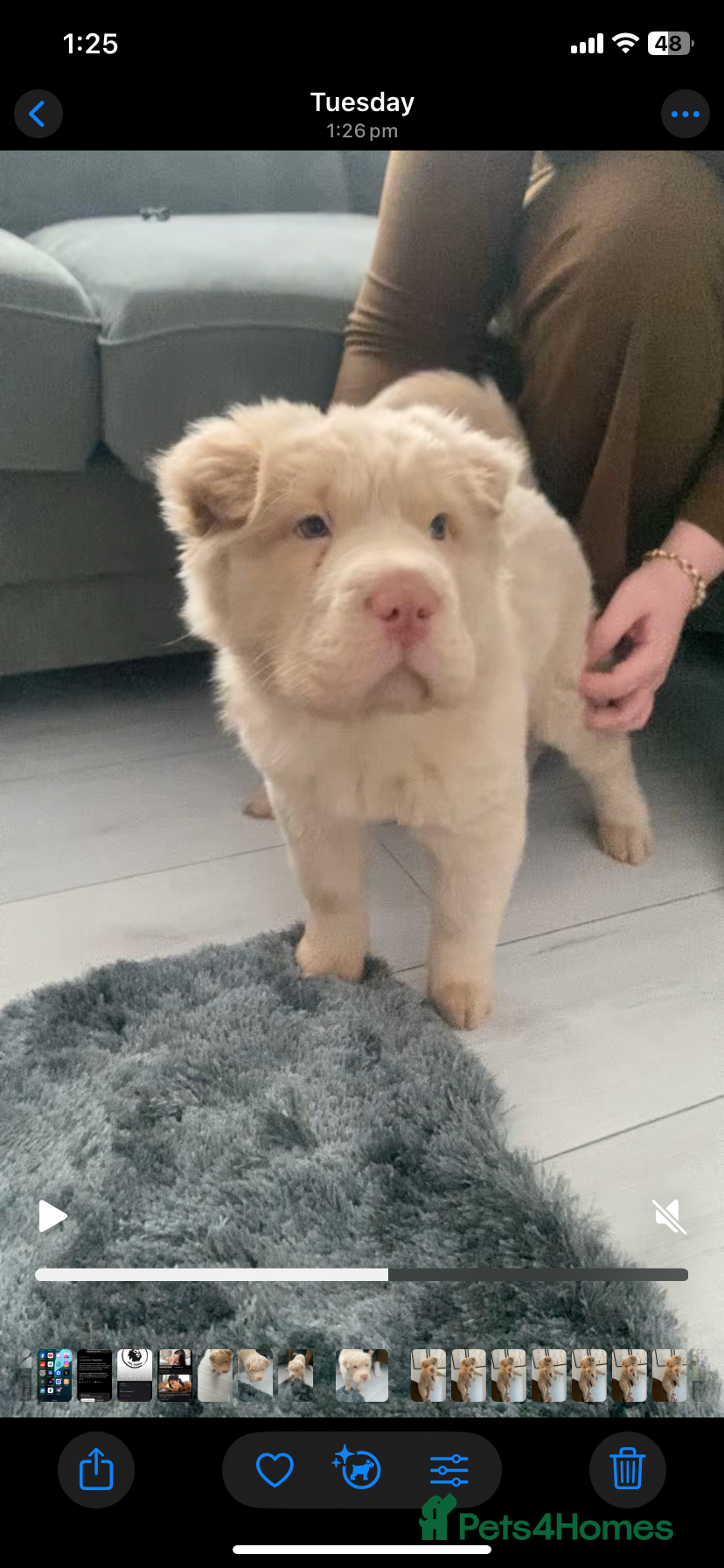 Shar Pei dogs 🐾 Cream Bear Coat Shar Pei Girl – Blue Eyes 💎🐶 - Advert 13