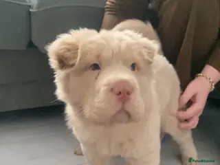 Shar Pei dogs 🐾 Cream Bear Coat Shar Pei Girl – Blue Eyes 💎🐶 - Advert 13