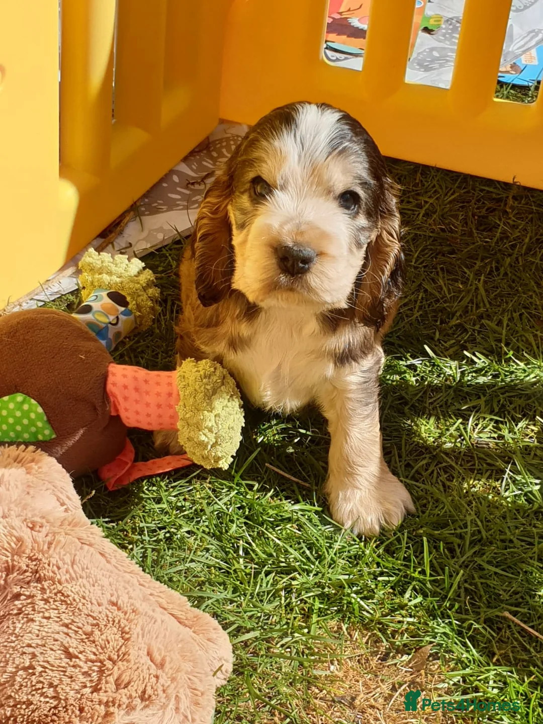 Cocker Spaniel dogs for stud: Stunning, Sable Show Cocker Stud, Health Tested. in Market Drayton - Advert 31