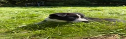 Border Collie dogs for sale: 4 Beautiful Border Collie Pups  in Lancaster - Advert 13