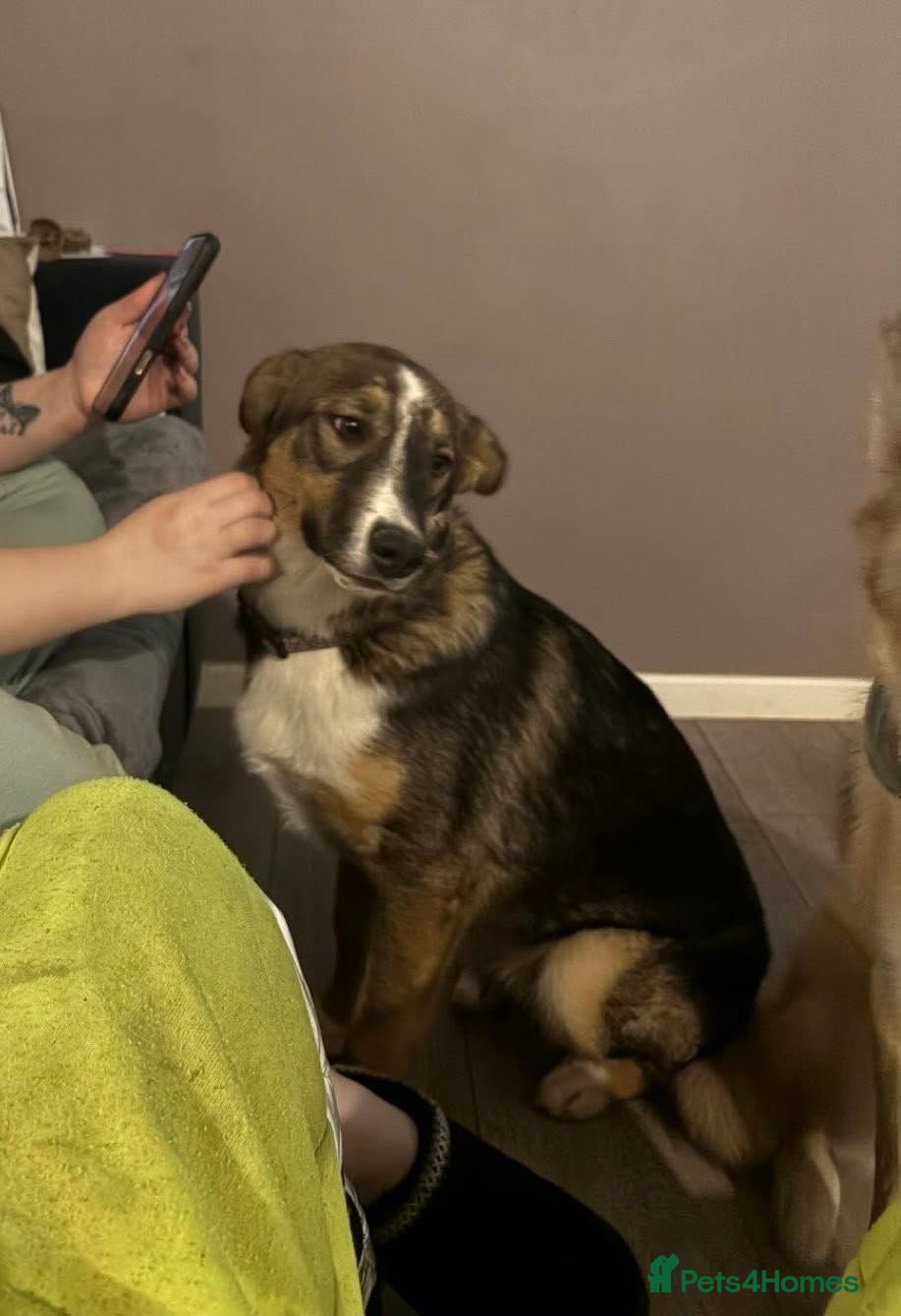 Mixed Breed dogs Shepherd X Husky 8month old - Advert 15