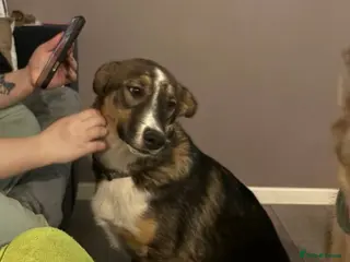 Mixed Breed dogs Shepherd X Husky 8month old - Advert 7