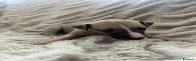 Whippet Puppy 5