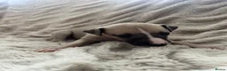 Whippet dogs for sale: Beautiful Whippet Puppies  - Advert 7