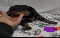 Rottweiler dogs for sale: KC Registered Litter of Rottweilers 💙💗 - Image 1