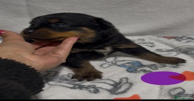 Rottweiler dogs - Advert 15