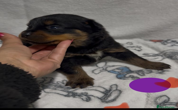 Rottweiler dogs - Advert 1