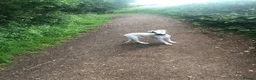 Mixed Breed dogs for sale: Saluki collie grey 14 weeks old, Girl  in Crook - Advert 7