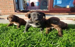 Mixed Breed dogs for sale: Collie cross rough haired Hungarian viszler  - Image 21