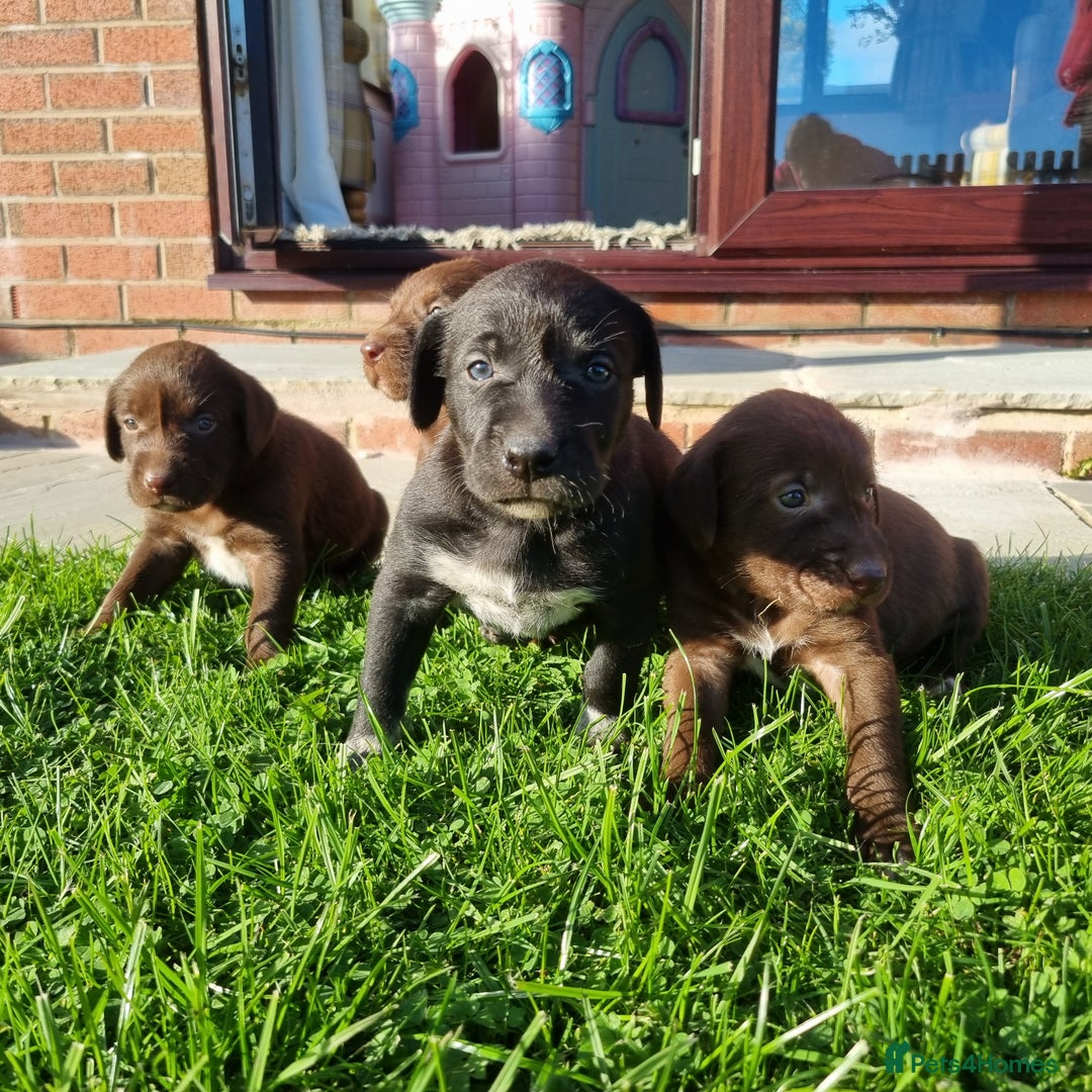 Mixed Breed dogs for sale: Collie cross rough haired Hungarian viszler  - Image 21