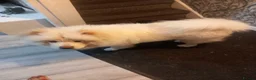 Chow Chow dogs for sale: Kimbo - Advert 1