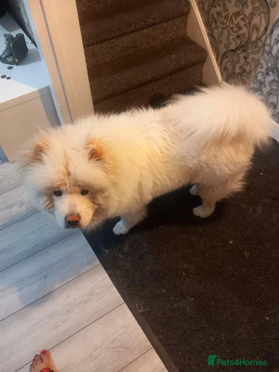 Chow Chow dogs for sale: Kimbo - Advert 1