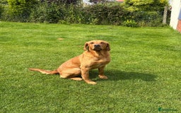 Labrador Retriever dogs for sale: KC Registered Fox Red Labradors - Image 9