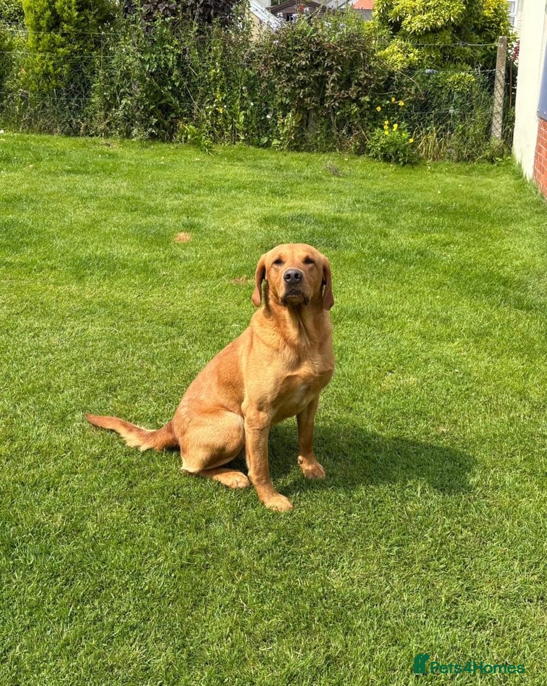 Labrador Retriever dogs for sale: KC Registered Fox Red Labradors - Image 9