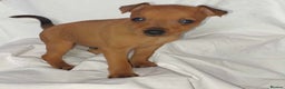 Miniature Pinscher dogs for sale: LAST PUPPY - LADYLUCKPINS KC MIN PINS - Advert 32
