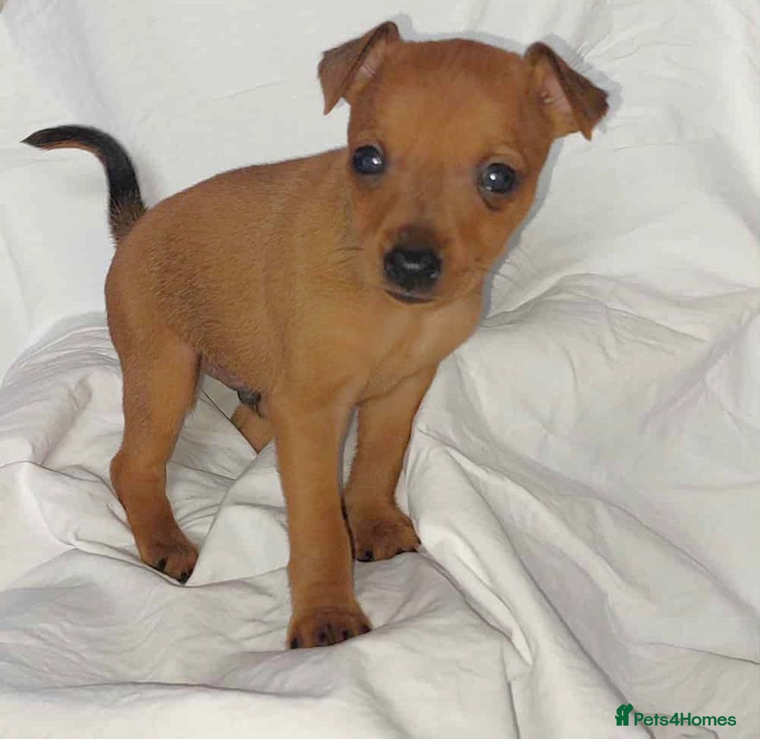 Miniature Pinscher dogs for sale: LAST PUPPY - LADYLUCKPINS KC MIN PINS - Advert 32
