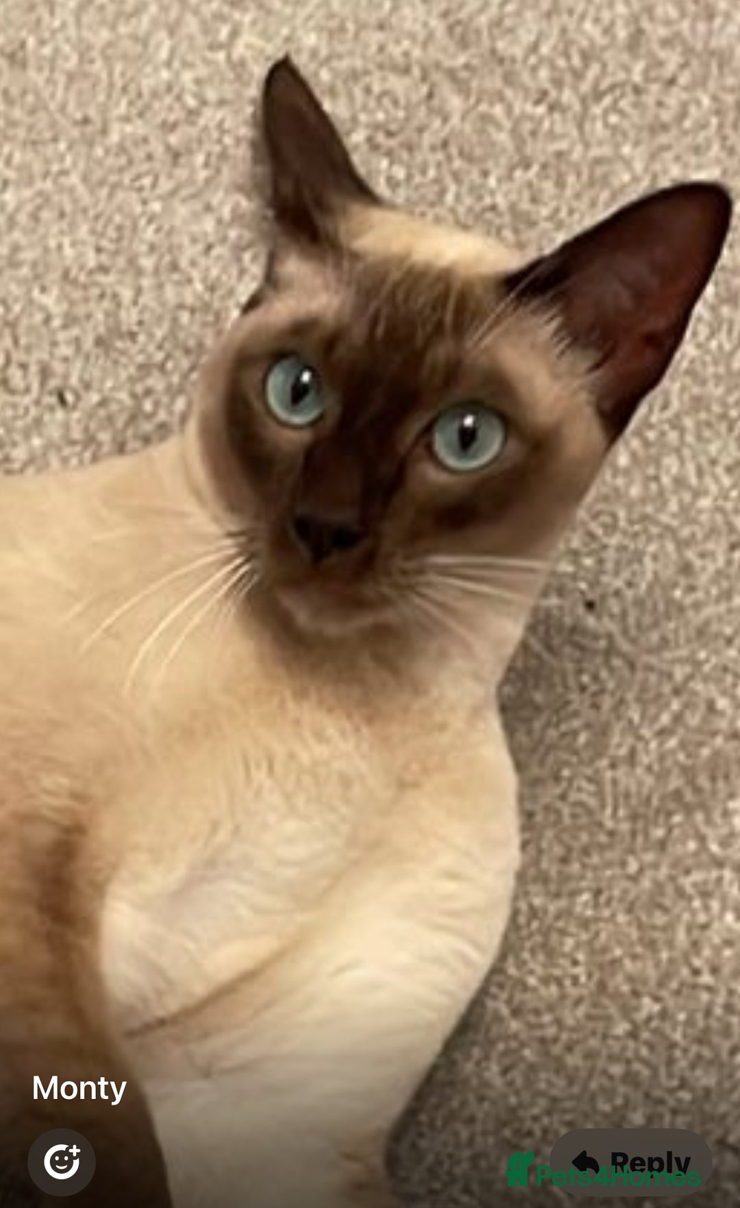 Tonkinese cats for sale: Male Tonkinese adult - Advert 4