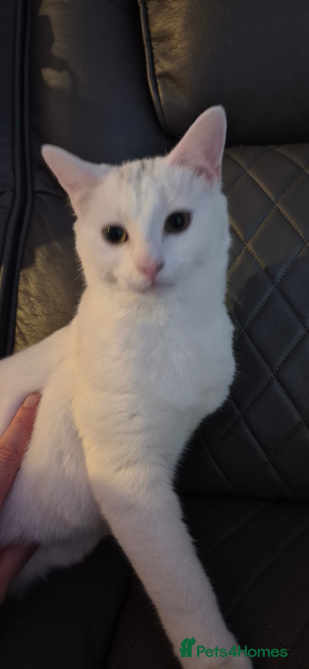 Domestic Shorthair cats for sale: Beautiful white Domestic Shorthair kitten, female - Advert 4