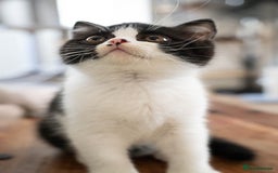 British Shorthair cats for sale: Ready this weekend, super cute BSH kittens - Image 8