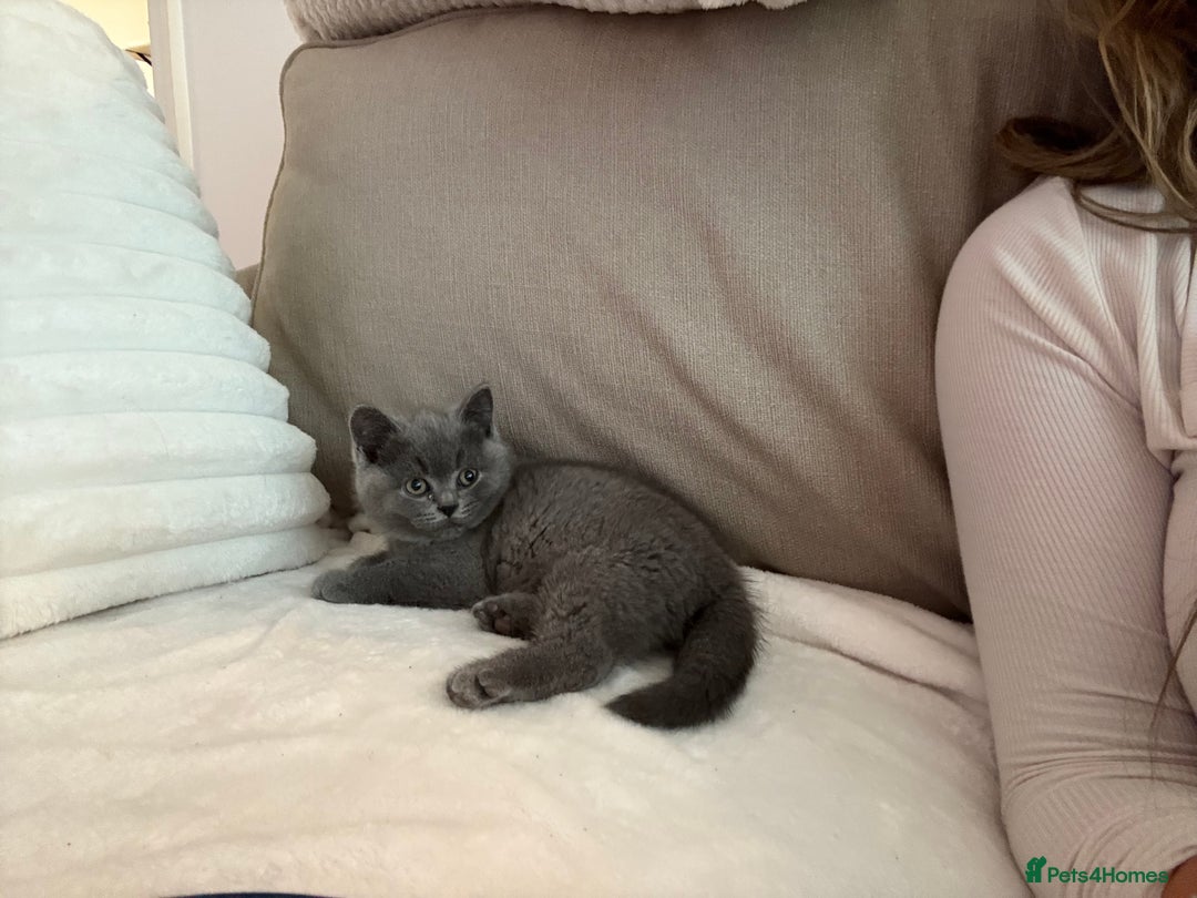 British Shorthair cats for sale: Prudence & pipers babies - Image 7