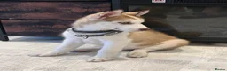 Siberian Husky dogs for sale: Siberian Husky - Advert 1