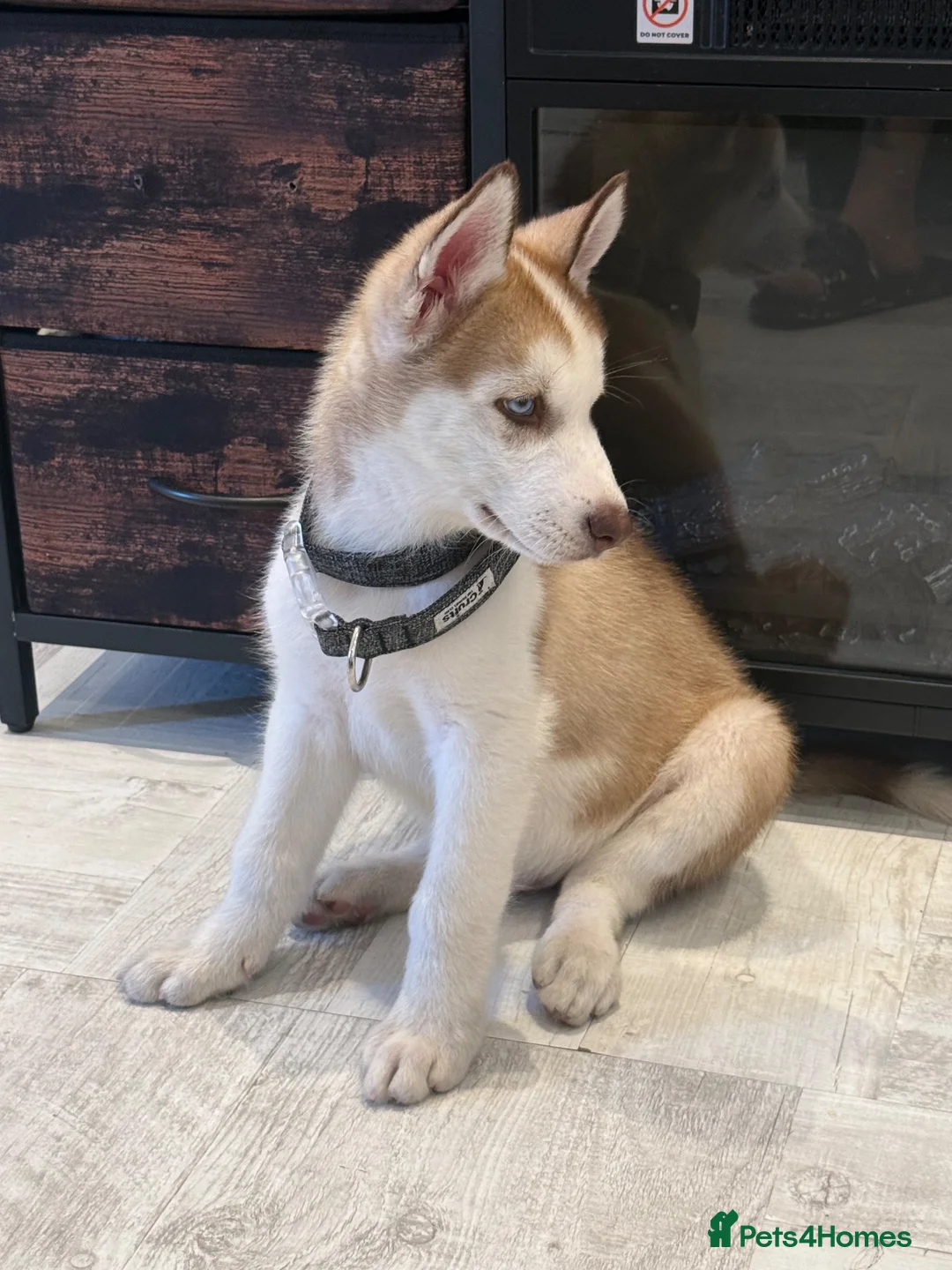 Siberian Husky dogs for sale: Siberian Husky - Advert 1