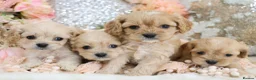 Cavapoo dogs for sale: *HEALTH TESTED*  F1 Cavapoos - Advert 16