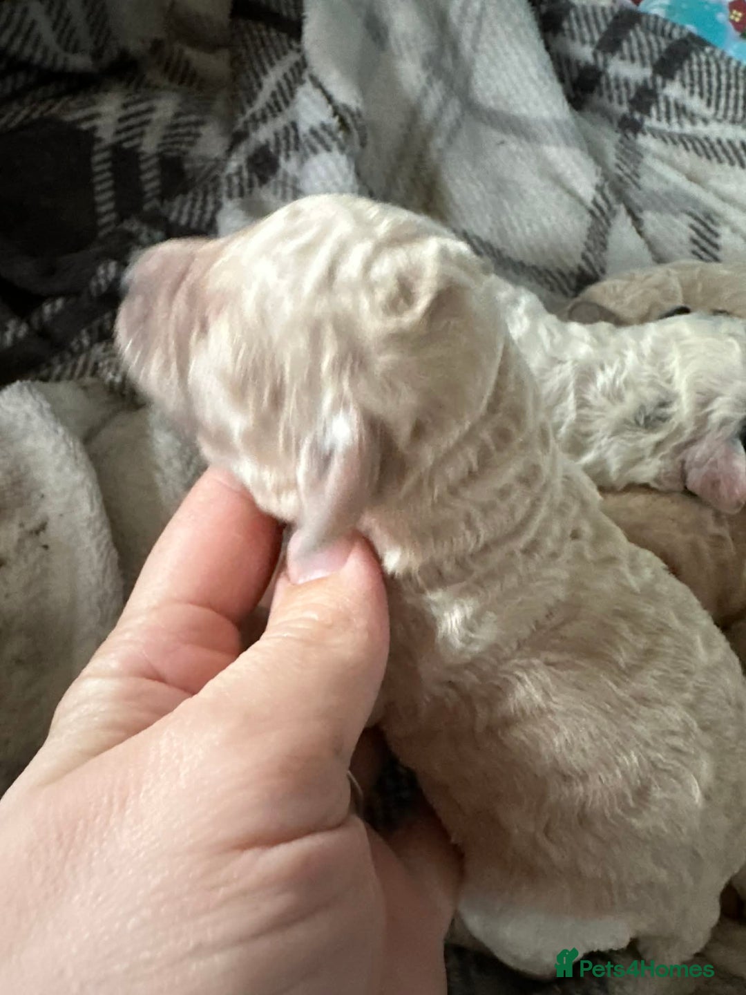 Cavapoo dogs for sale: F1b cavapoo pups extensively health tested - Advert 4