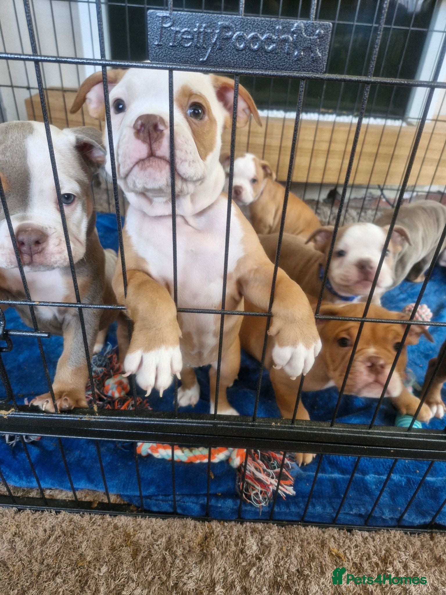 Mixed Breed dogs 3/4 English bulldog 1/4 American bulldog  - Advert 1