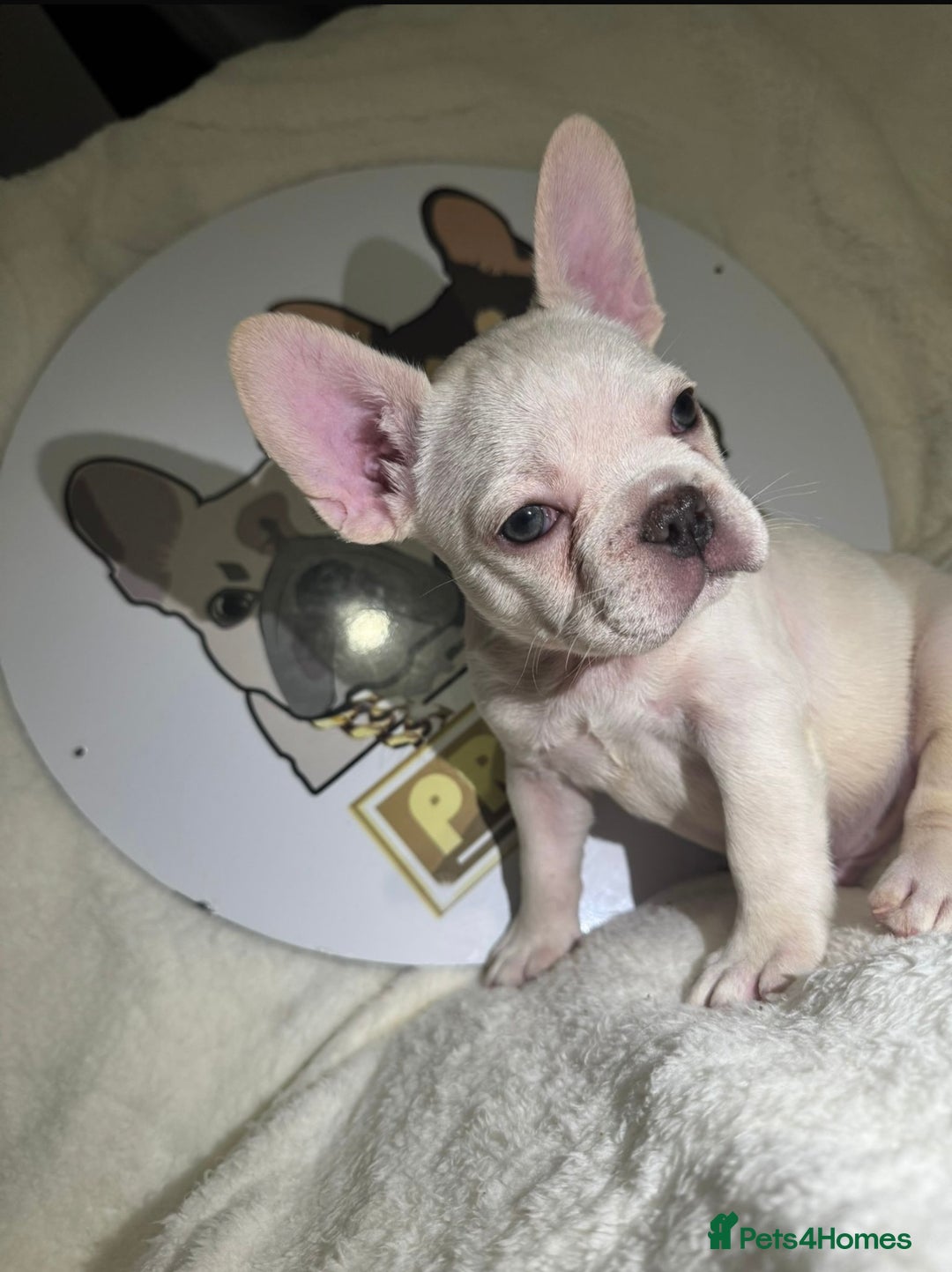 French Bulldog dogs for sale: French Bulldog puppies for sale - Image 21