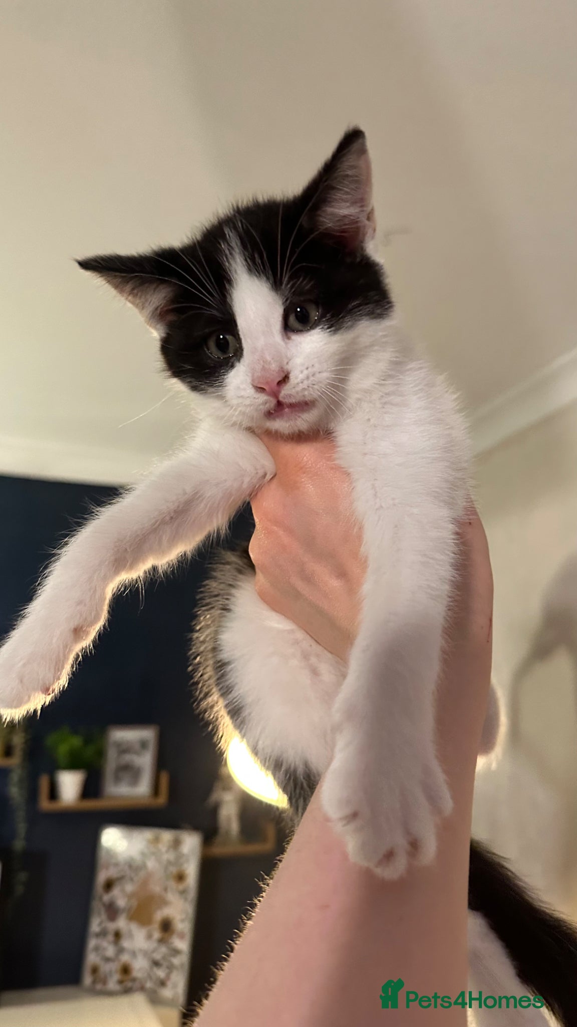 Mixed Breed cats for sale: Last 2 remaining reduced beautiful playful kittens - Advert 9