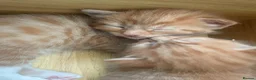 Mixed Breed cats for sale: 5 kittens  in Harlow - Advert 19