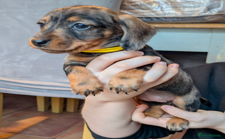Miniature Dachshund dogs Miniature dachshund puppies  - Advert 14