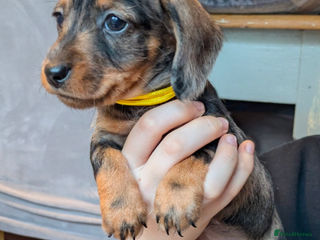Miniature Dachshund dogs Miniature dachshund puppies - Advert 15