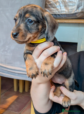 Miniature Dachshund dogs Miniature dachshund puppies - Advert 14