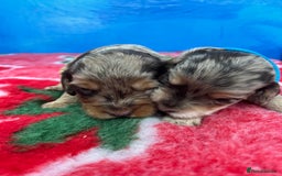 Cockapoo dogs for sale: Cockapoo puppies Rainbow litter  - Image 3
