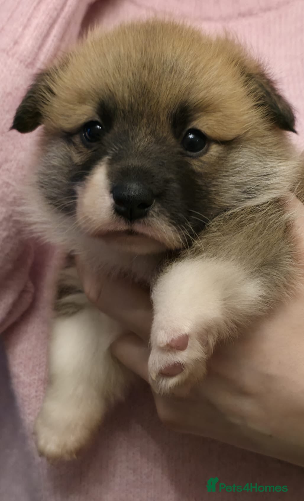 Welsh Corgi Pembroke dogs 2 Pembroke Corgi girls available - Advert 3