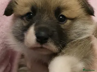 Welsh Corgi Pembroke dogs 2 Pembroke Corgi girls available - Advert 3