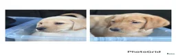 Labrador Retriever dogs for sale: 2 Labrador puppies left  - Advert 12