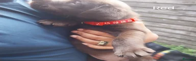 Labrador Retriever 8