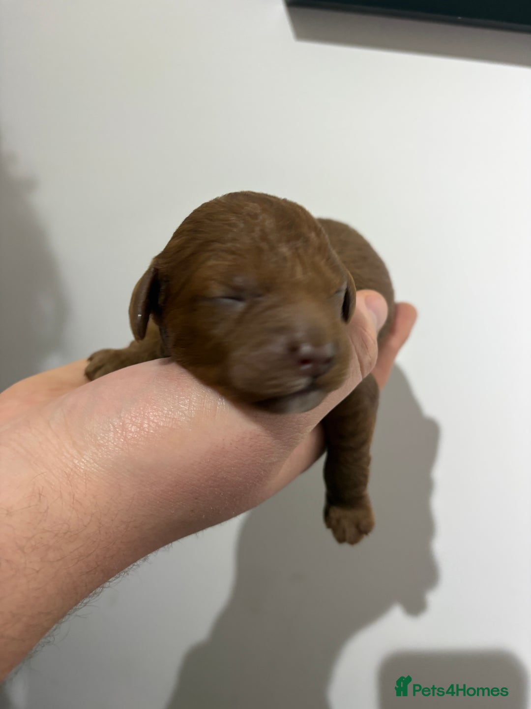 Cavapoo dogs for sale: 4 gorgeous cavapoo puppies - Advert 3