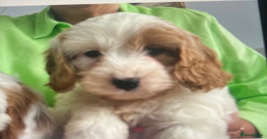 Cavapoo dogs - Advert 15