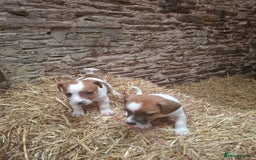 Jack Russell dogs for sale: Jack Russell puppies  - Image 6