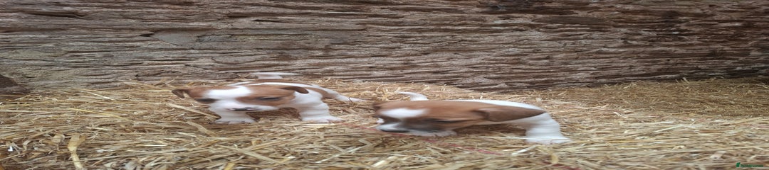 Jack Russell Puppy 1